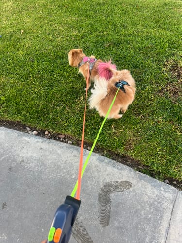 Cliente usando la Correa Inteligente PAWGO® con dos perros en el césped. Las correas naranja y verde están extendidas y sin enredos.