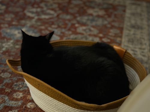 Customer photo review of Instinct Basket | Meet the first research-backed natural territory for indoor cats