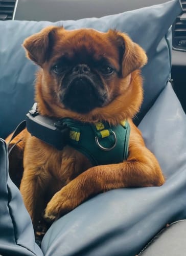 Customer photo review of The Dog Dock V2 New & Improved with ISO Fix