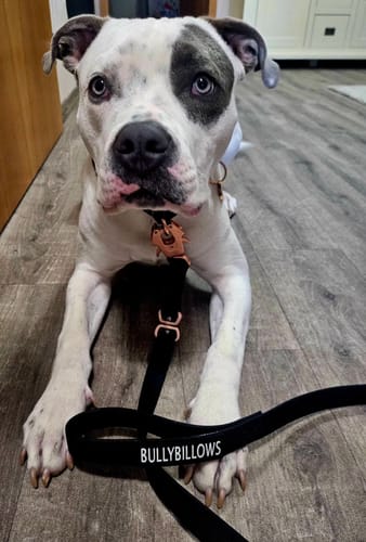 Customer photo review of 1.4m Billowthane® Swivel Lead | Waterproof - Matte Rose Gold