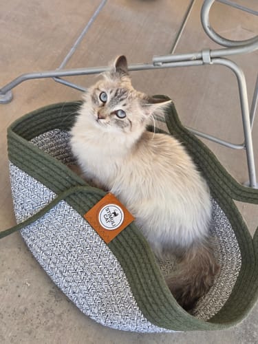 Customer photo review of Instinct Basket | Meet the first research-backed natural territory for indoor cats