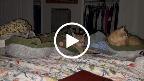 Customer video review of Instinct Basket | Meet the first research-backed natural territory for indoor cats
