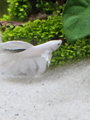 Customer photo review of Super White Dumbo Ear Halfmoon Male Betta Fish