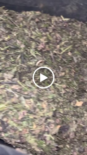 Customer video review of Purple Nebula Indoor THCA Trim