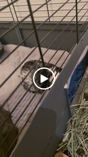 Customer video review of GuineaDad Original Liner For Small Animal Cages