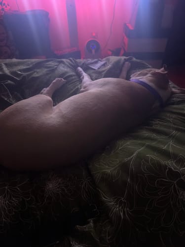 Reviewer's calm dog sleeping peacefully on a dark green patterned bed.
