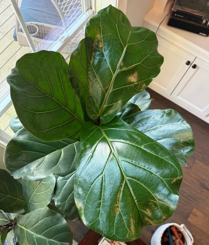 Reviewer's fiddle leaf fig with large, vibrant new leaves after using the Plant Food.