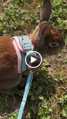 Customer video review of Escape-Proof Cat Harness + Leash