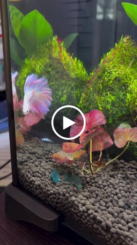 Customer video review of Pink Halfmoon Male Betta Fish | You Pick Fish | Order Directly From Farm