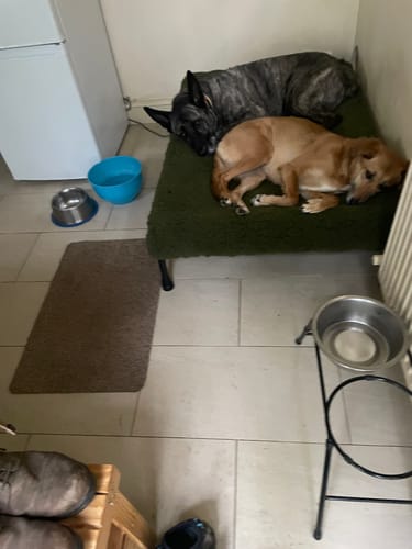 Customer photo review of HiK9 Bed with Grey Mesh Cover