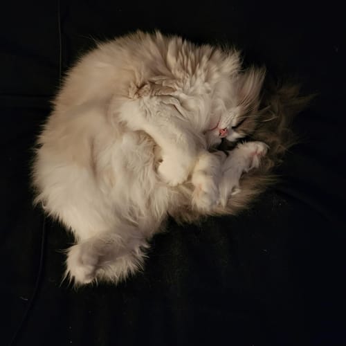 Customer photo review of PetSweep™ Glove