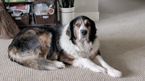 Customer photo review of PetSweep™ Glove