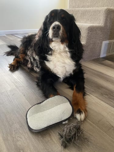 Customer photo review of PetSweep™ Glove