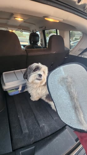 Customer photo review of PetSweep™ Glove