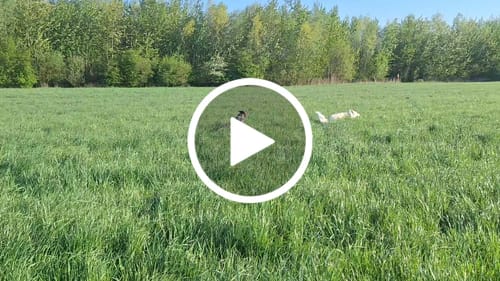 Customer video review of Training Anti Pull TRI-Harness® | M-XL Breeds - Turquoise
