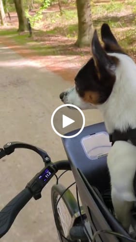 Customer video review of Kvisp Dog Bike Carrier