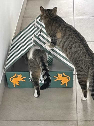 Deux chats d'un client jouent avec la boîte des croquettes au poulet, utilisée comme une cabane.
