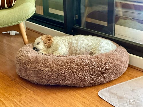 Reviewer's dog sleeping in the plush, brown Calming Pet Bed, resting its head on the raised rim.