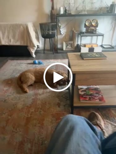 Customer video review of Smoked Beef Marrow Bone