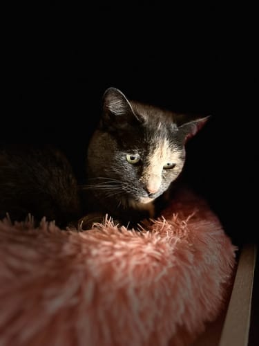 Gros plan sur le chat écaille de tortue d'un client se reposant dans un panier rose et duveteux.