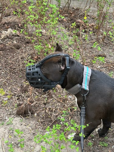 Customer photo review of Premium Comfort Muzzle Small - XL | Black