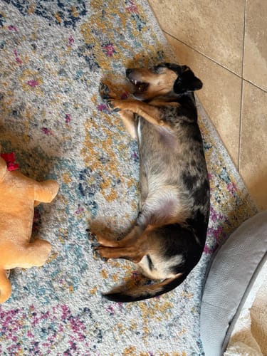 Reviewer's sleepy dog lying on a colorful rug with a Pumpkin Yak Chew in its mouth.