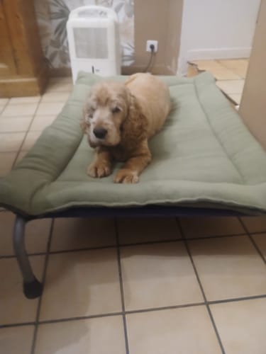 Customer photo review of Avocado & New Olive Reversible Pad