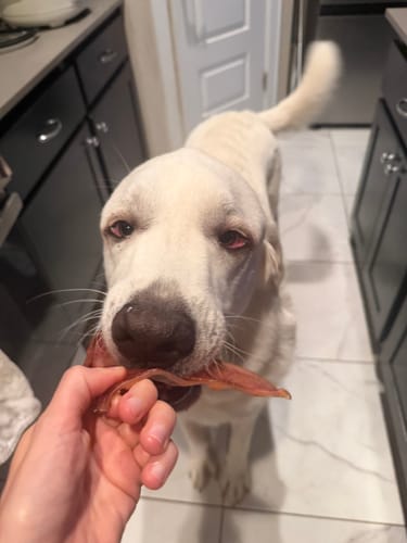 Customer photo review of Whole Pig Ear