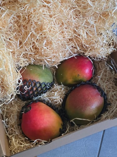 Kunde zeigt vier farbenfrohe Kent Mangos, die in einem mit Holzwolle gepolsterten Karton geliefert wurden.