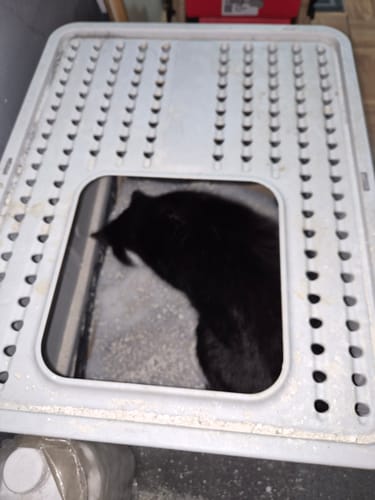 Customer photo review of 1 Month Supply – 2 Cat