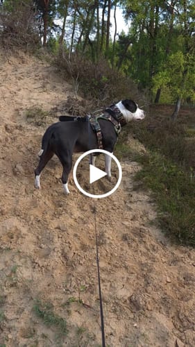 Customer video review of Comfort Premium Harness | Non Restrictive - Green Camouflage