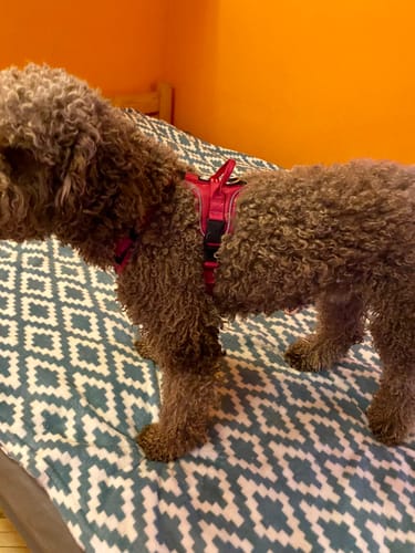 Customer photo review of Anti Pull Hurricane Harness Lighter | With Handle - Carminerose