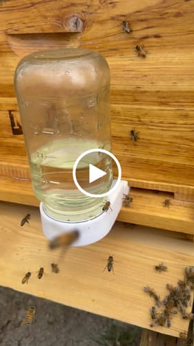 Customer video review of Golden West | Randy Oliver | Package Bees by OHB – Shipped Nationwide via USPS