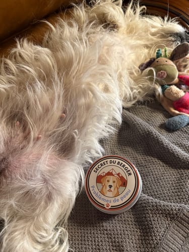 Customer photo review of Crème Intensive Problème de Peau - Pour chien 🏔️