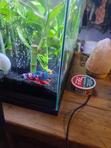 Customer's vibrant multicolor Plakat Betta fish swimming at the bottom of a planted aquarium.