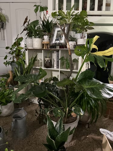 Customer's collection of lush, healthy houseplants after using the pest spray.