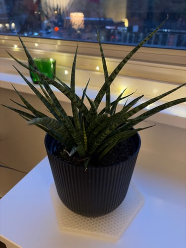 Customer photo review of Sansevieria Fernwood