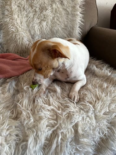 Customer's small dog chewing a green Long-Lasting Yak Chew on a fluffy rug.
