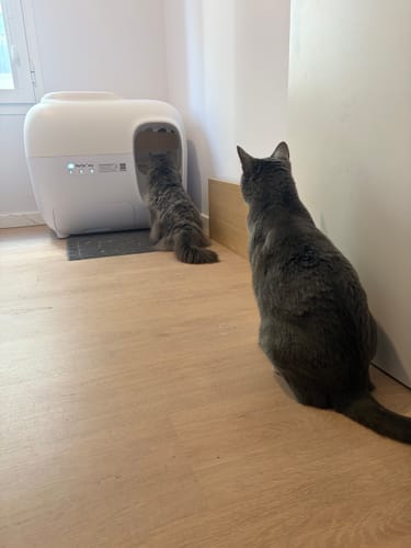 Customer photo review of Self-Cleaning Litter Box