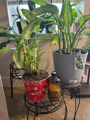 Customer's bottle of Houseplant Pest Spray sits on a plant stand between two large, leafy houseplants.