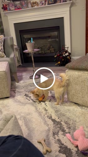 Customer video review of Long-Lasting Yak Chews — 6 Flavor Pack