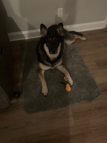Customer's dog lying on a mat with the orange Safe Dog Chew Holder.