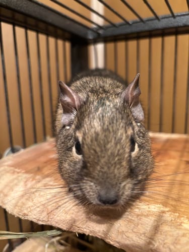 Customer's degu shown in a close-up photo on a wooden log, from a Timothy Hay review.