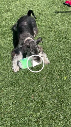 Customer video review of PerfectTed x By Teddy | Vanilla Matcha Latte Plush Toy