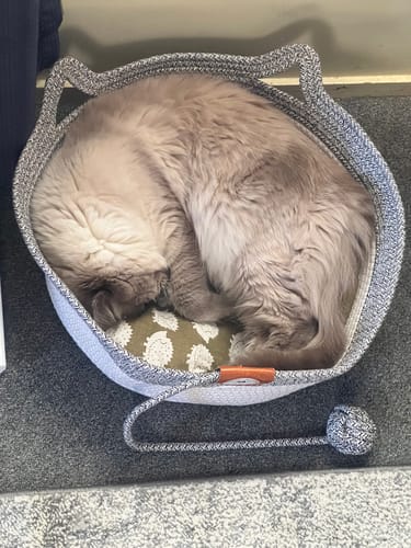Customer photo review of Instinct Basket | Meet the first research-backed natural territory for indoor cats
