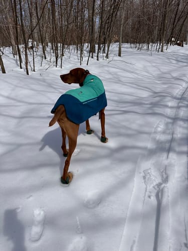 Customer photo review of All Weather Dog Booties - Doccasins - 1 pair