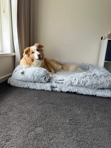 A customer's tan and white dog relaxes on the grey plush Pet Orthopaedic Bed on a carpeted floor.