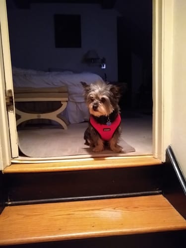 Customer photo review of Iron Paws Daily Human-Grade Superfood For Dogs