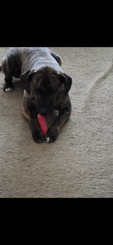 Reviewer's brindle dog lying on a carpet while chewing a pink Strawberry Yak Chew.