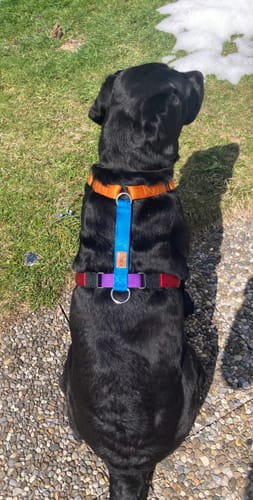 Customer photo review of Premium Hundegeschirr gepolstert